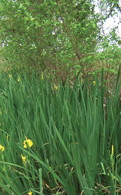 Surveyor using GPS equipment in a wetland area with yellow wildflowers, surrounded by lush greenery and a pond in the background